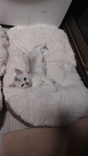 Котята шотландские от серебристой шиншиллы