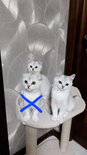 Котята шотландские от серебристой шиншиллы