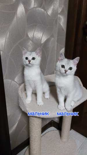 Котята шотландские от серебристой шиншиллы