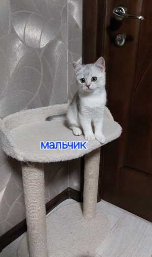 Котята шотландские от серебристой шиншиллы
