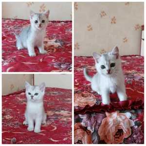Котята шотландские от серебристой шиншиллы