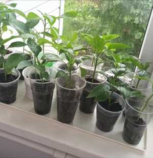 Рассада перец