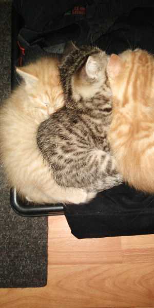 Котята