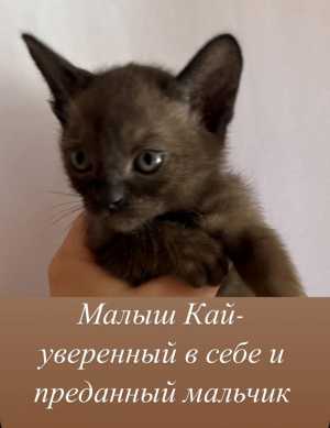 Бурмочки