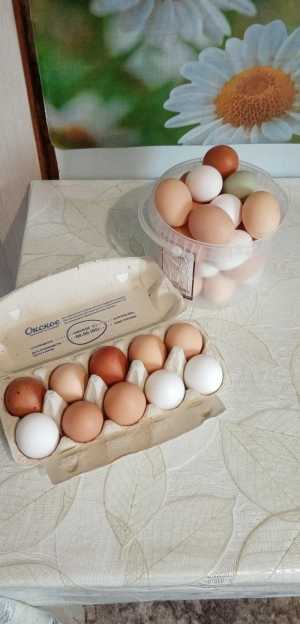 Продаю яйца домашних кур