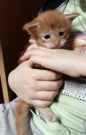 Котята мэйн кун с документами , бронируем.