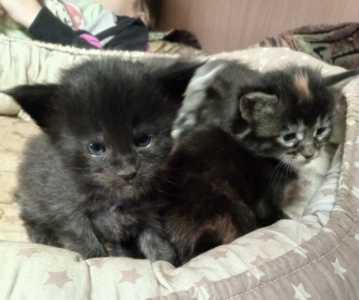 Котята мэйн кун с документами , бронируем.
