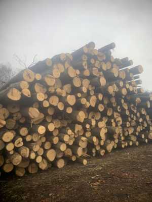 Продаем Кругляк Липа.