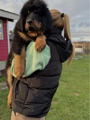 Тибетский мастиф