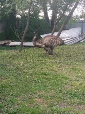Продаю страуса Эму