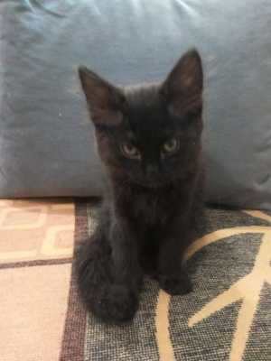 Продам котят.