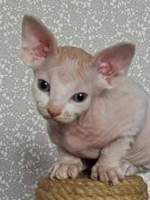 Котята Канадский сфинкс
