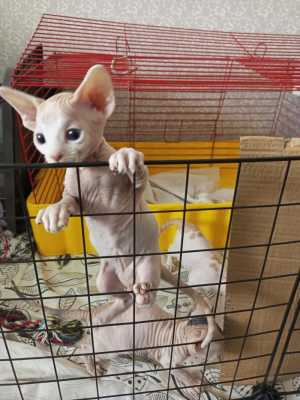Котята Канадский сфинкс