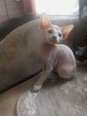 Котята Канадский сфинкс