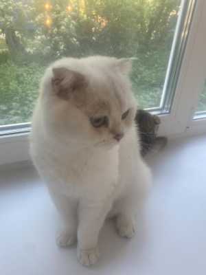 Зарезервировать котят.