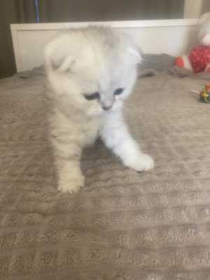 Зарезервировать котят.