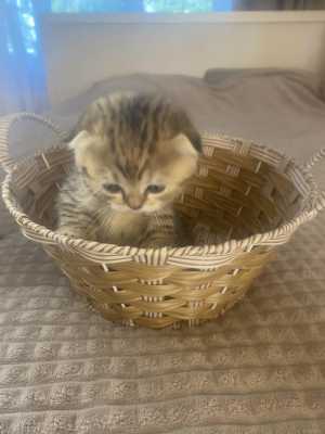 Зарезервировать котят.