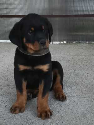 Ротвейлер