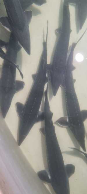 Икра оплодотворенная рыб