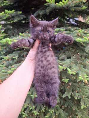 Котята метисы мэйкун