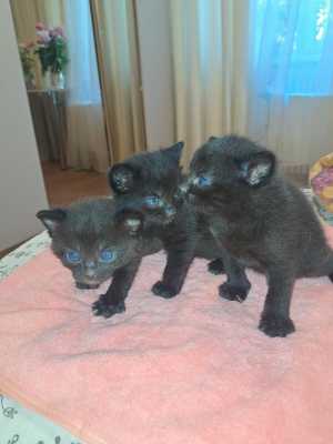 Котята