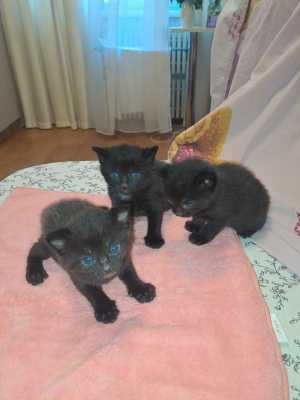 Котята