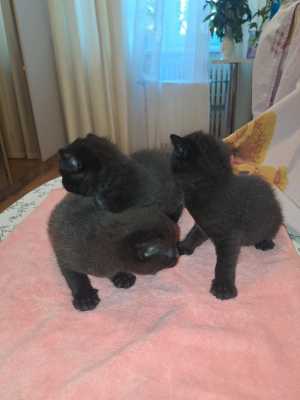 Котята