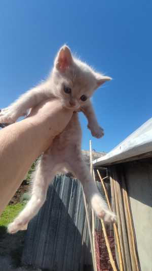 Домашние котята