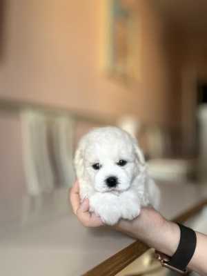 Бишон фризе