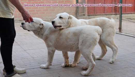 Щенки Среднеазиатская овчарка, алабай