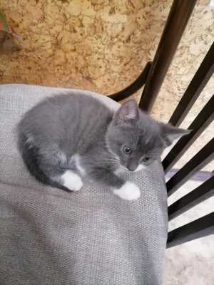 Котята 1,5 месяца Бесплатно
