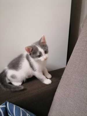 Котята 1,5 месяца Бесплатно