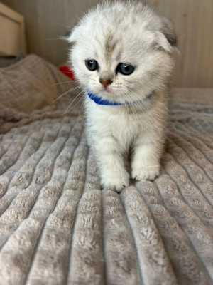 Продажа котят.