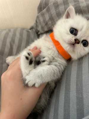 Продажа котят.