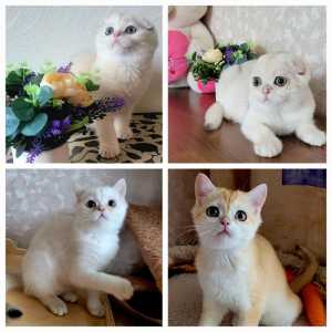 Шотландские котята