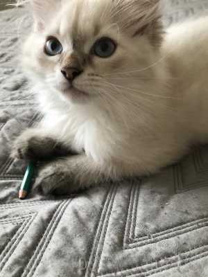 Котята из питомника