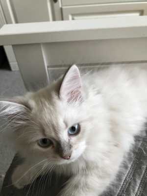 Котята из питомника