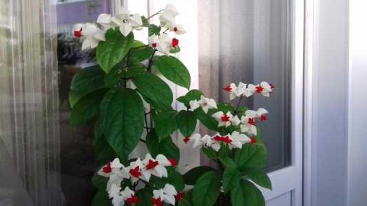 Клеродендрум