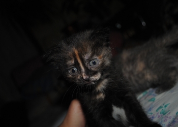 Котят в добрые руки