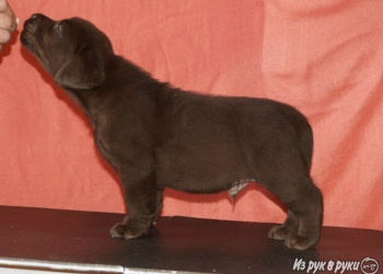 Очаровательные лабрадорчики