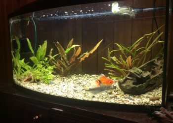 Аквариум панорамный 105 л. и все к нему