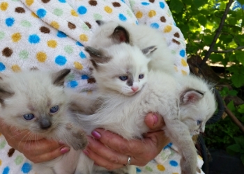 Милые котята