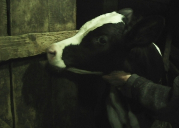 Продается теленок