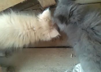 Отдам котят в добрые руки