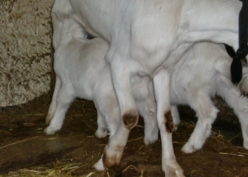 Распродажа стада коз