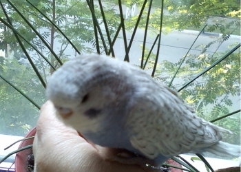 Попугаи чехи