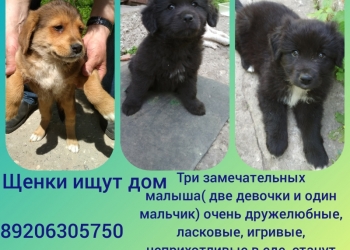 Отдам в хорошие руки.