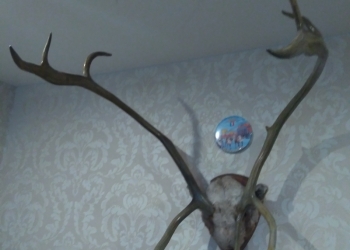 продам рога северного оленя