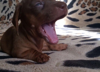 Продам щенков таксы