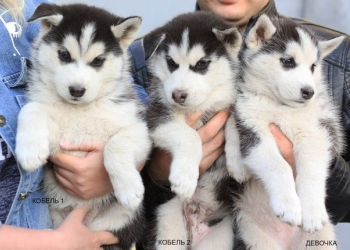 Щенки хаски